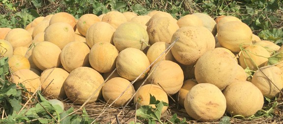 Pile of ripe cantaloupes in the field ready for harvest