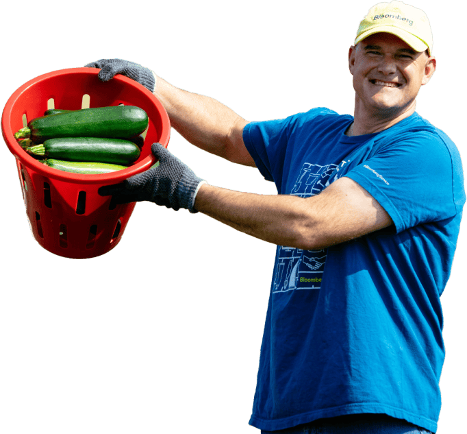 Volunteer collects basket of zucchini