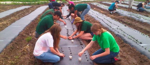 Volunteers kneeling and planting seedlings in a community garden