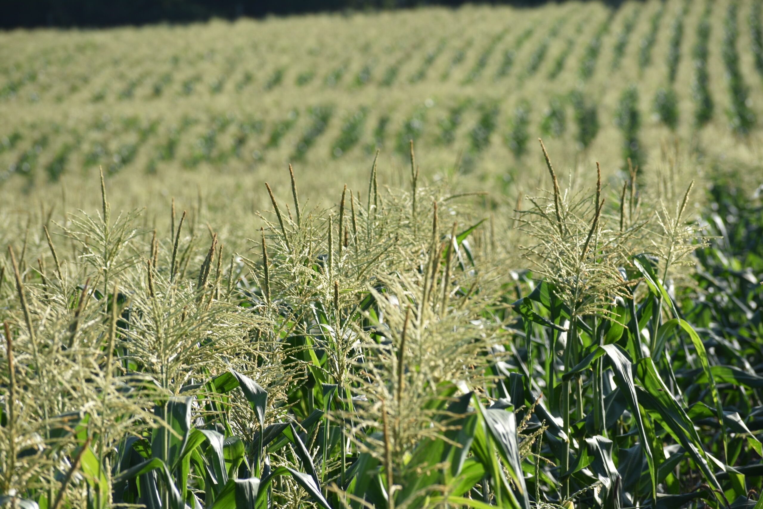 field corn 2021 scaled