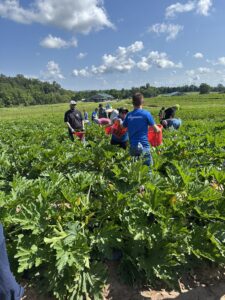 Volunteers Harvesting Zucchini