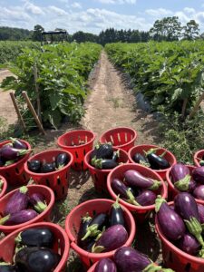 Eggplant
