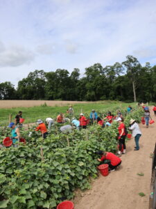 Volunteers Harvesting