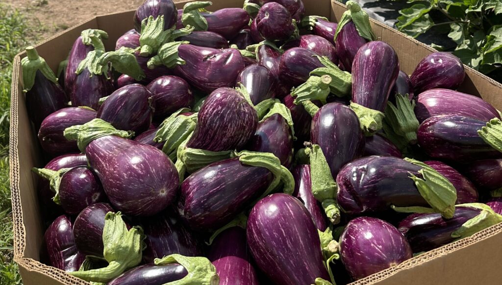 eggplant 7.16.25 che 7 scaled e1753969402464
