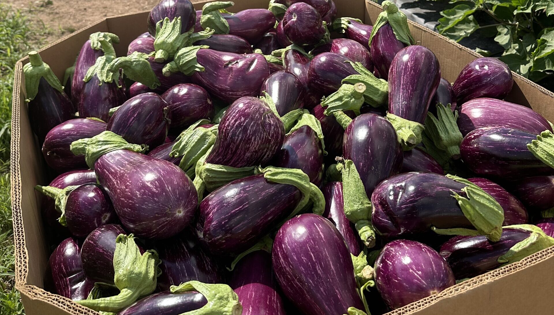eggplant 7.16.25 che 7 scaled e1753969402464
