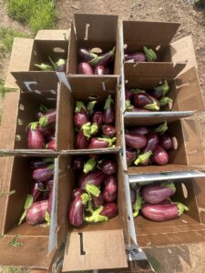 Eggplant