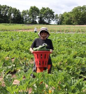 Volunteers Harvesting Zucchini