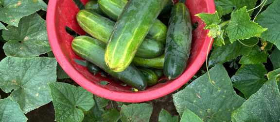 cucumber. landscape crop